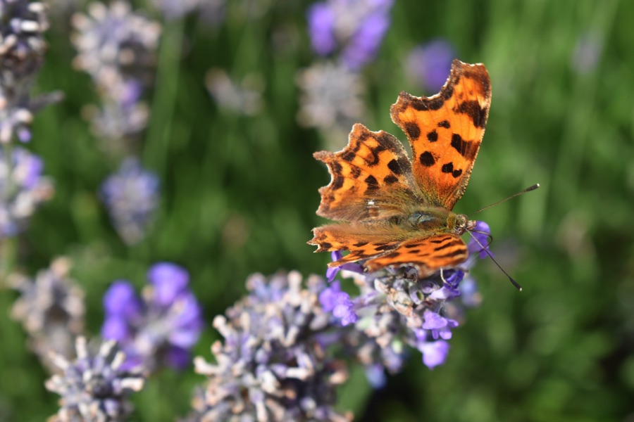 Comma butterfly on lavender